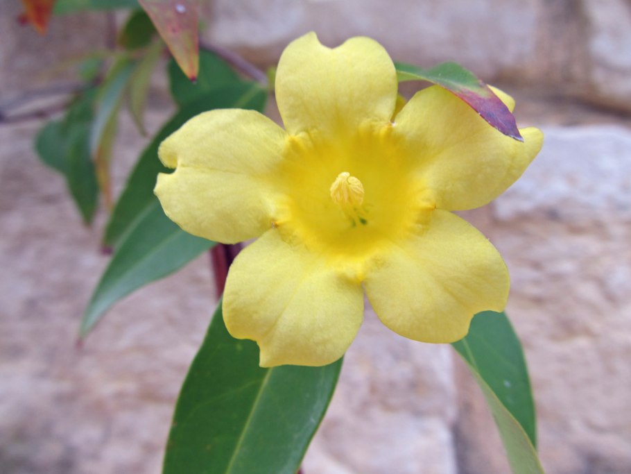 Гельземиум 200