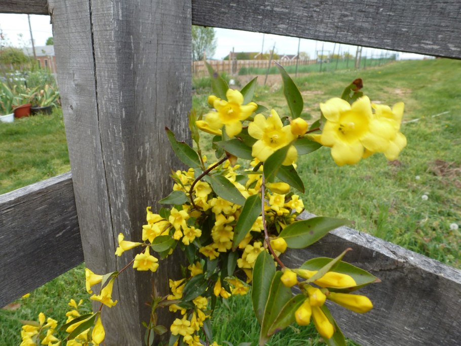 Жасмин желтый