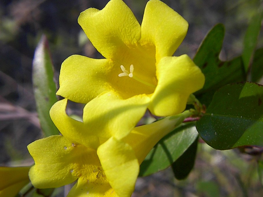 Гельземиум семпервиренс