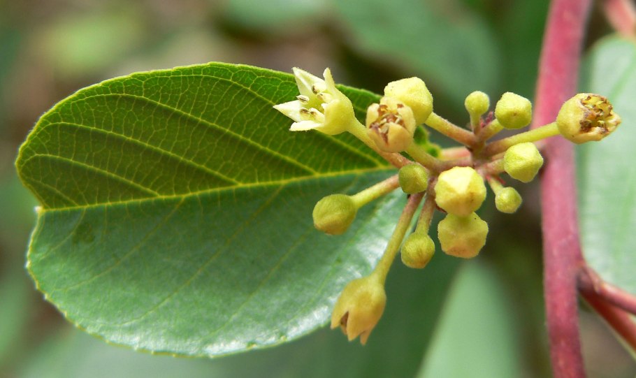 Жасмин Гельземиум