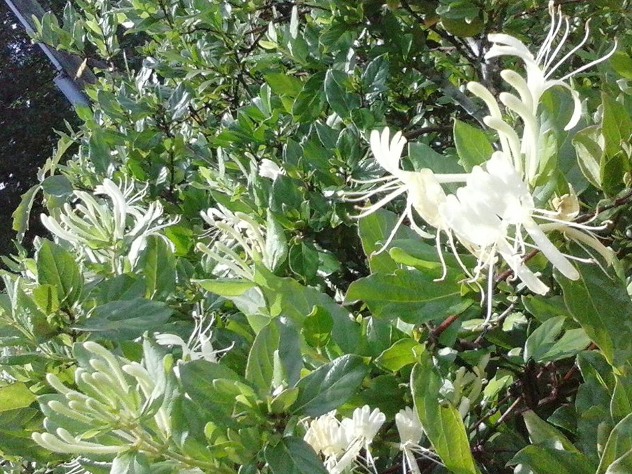 Жимолость японская-lonicera japonica