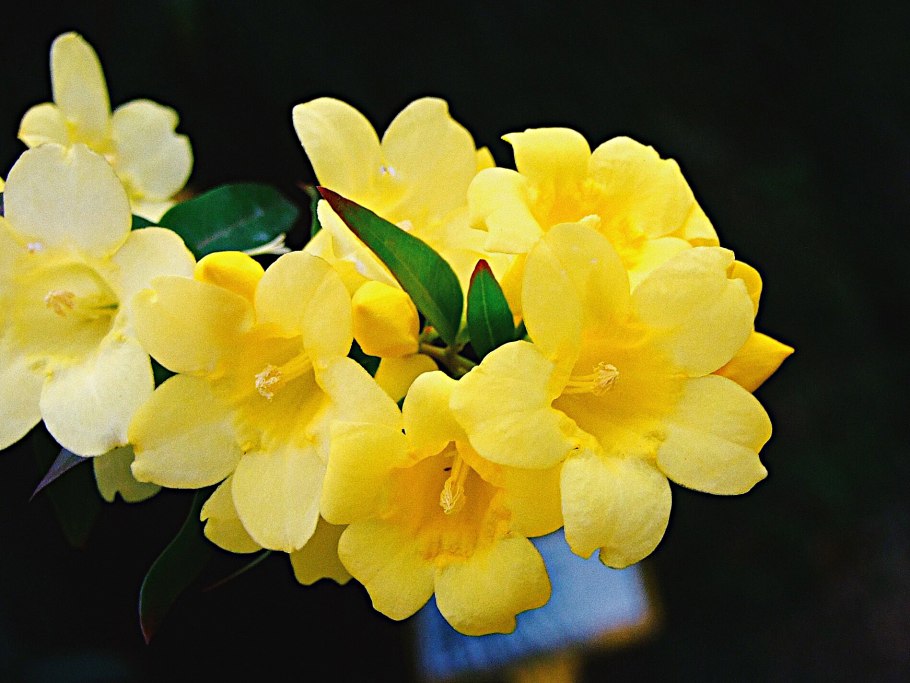 Гельземиум sempervirens