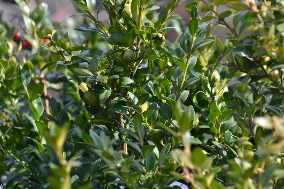 Gelsemium sempervirens (гельземий) в горшке