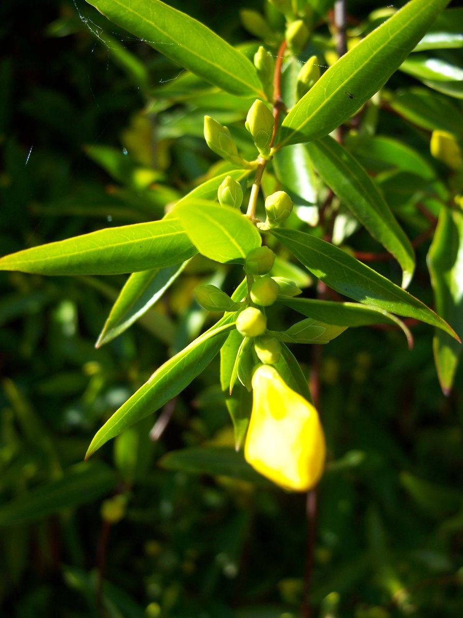 Жасмин Гельземиум