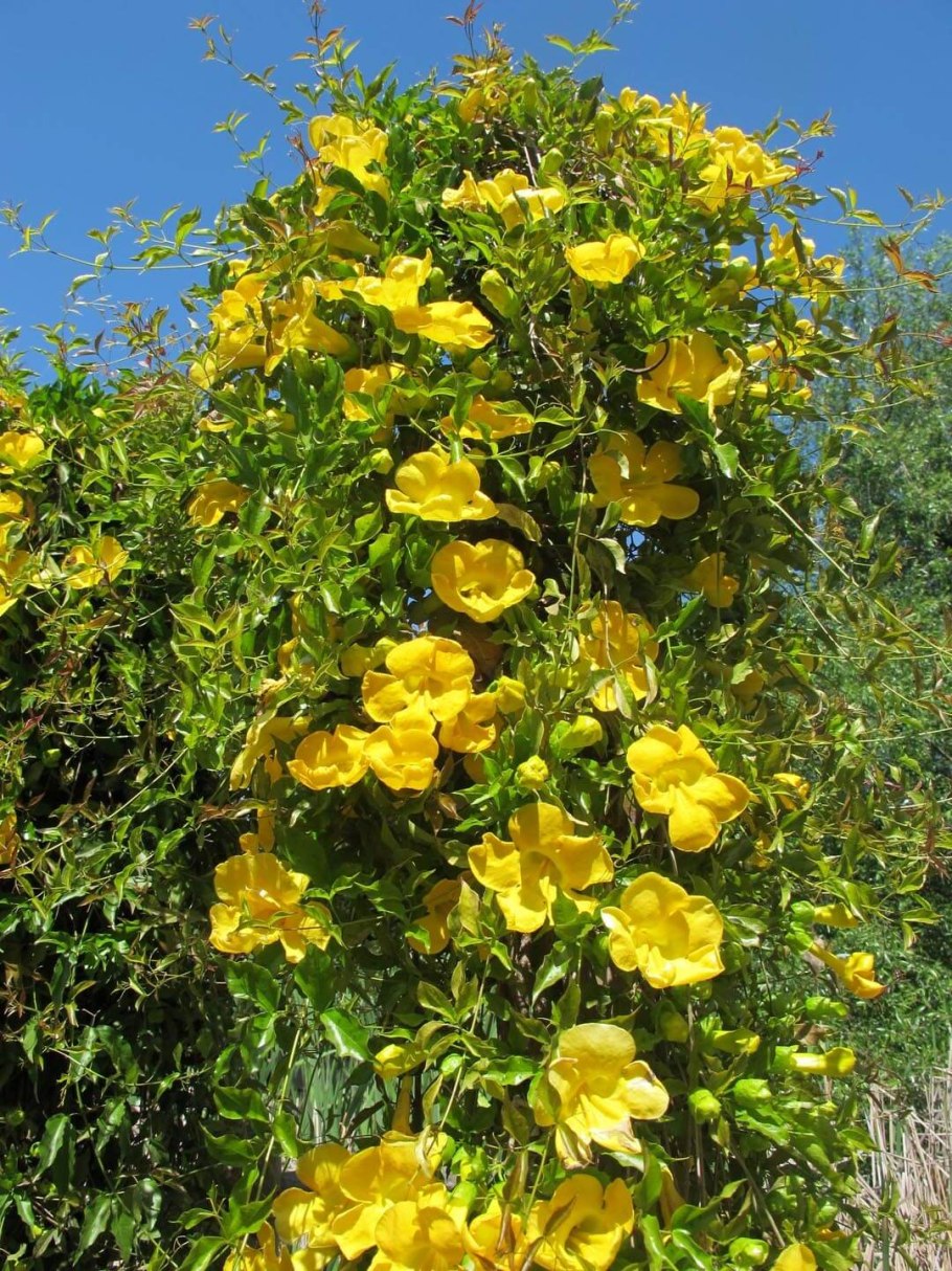 Штата Южная Каролина Жасмин жёлтый