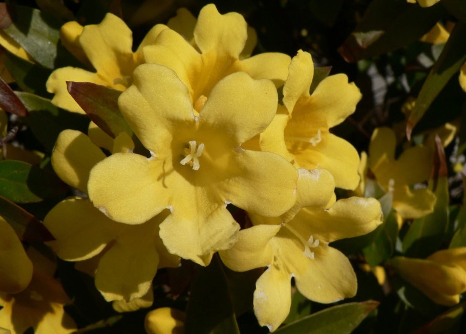 Жасмин гельземиум