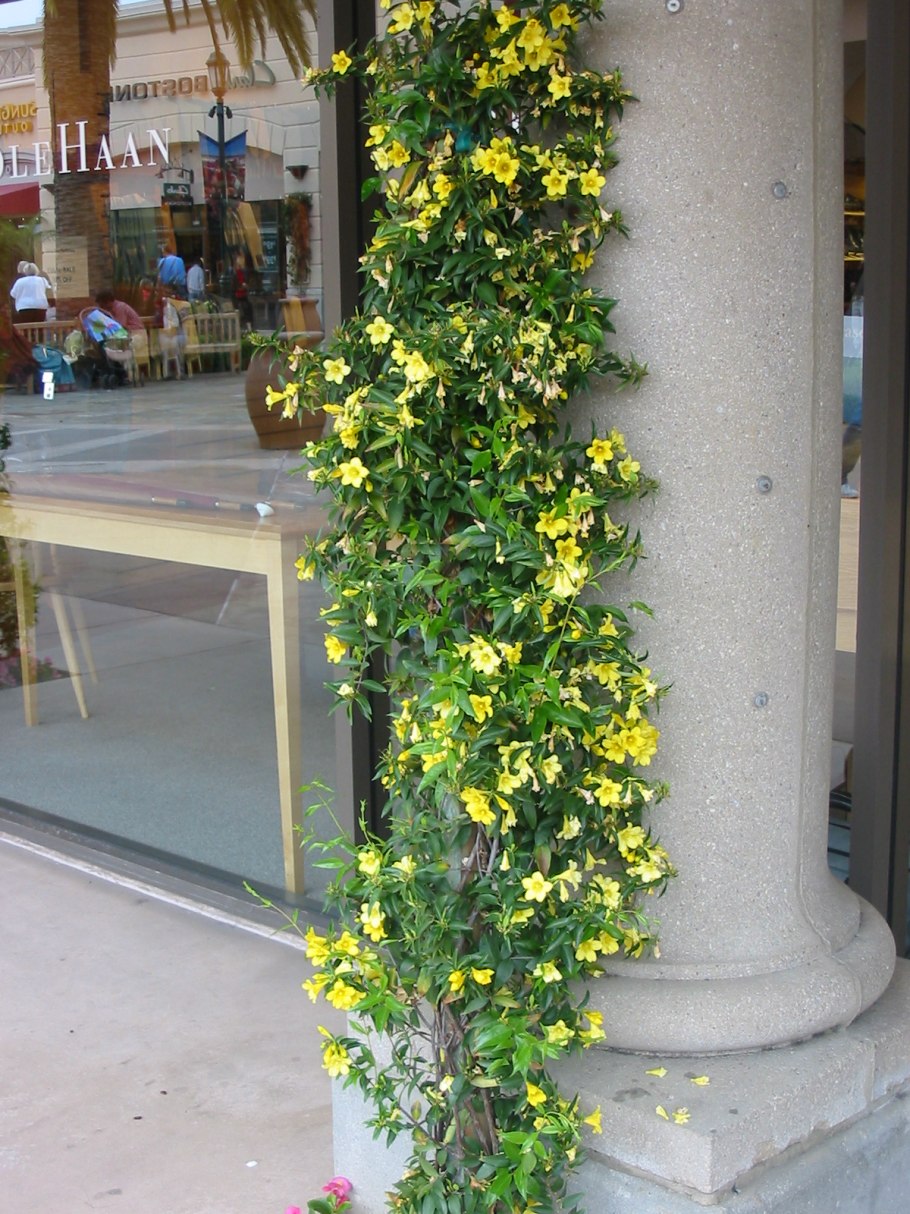 Гельземиум sempervirens