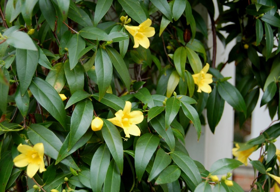 Голоцветковый Жасмин вечнозеленый