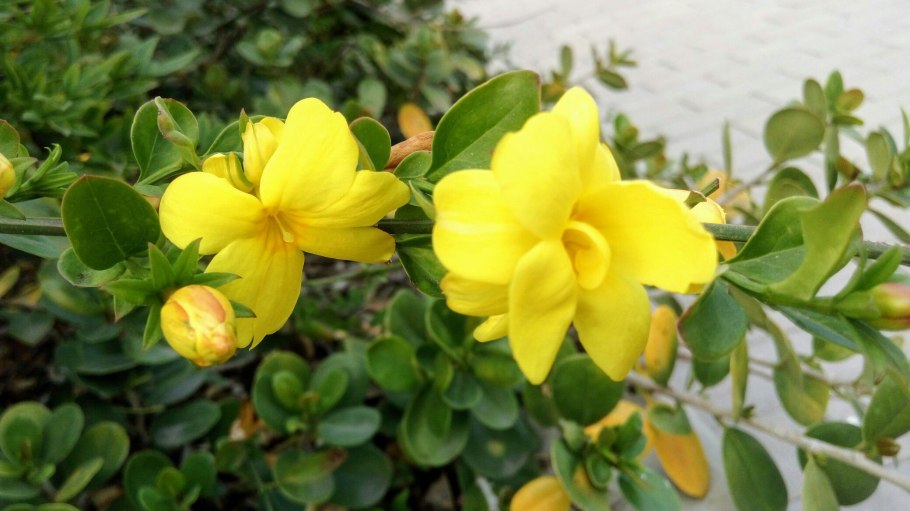 Гельземиум растение