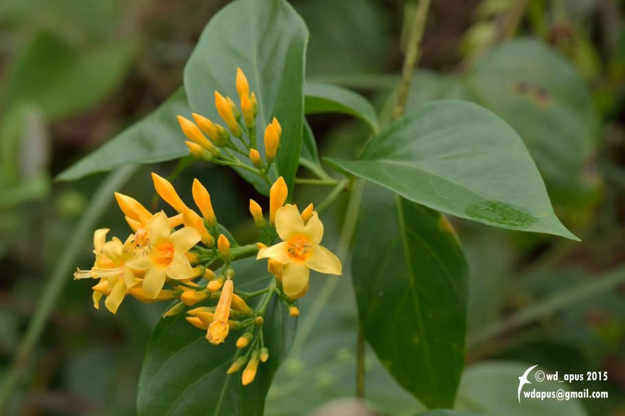 Желтый Жасмин ядовитый