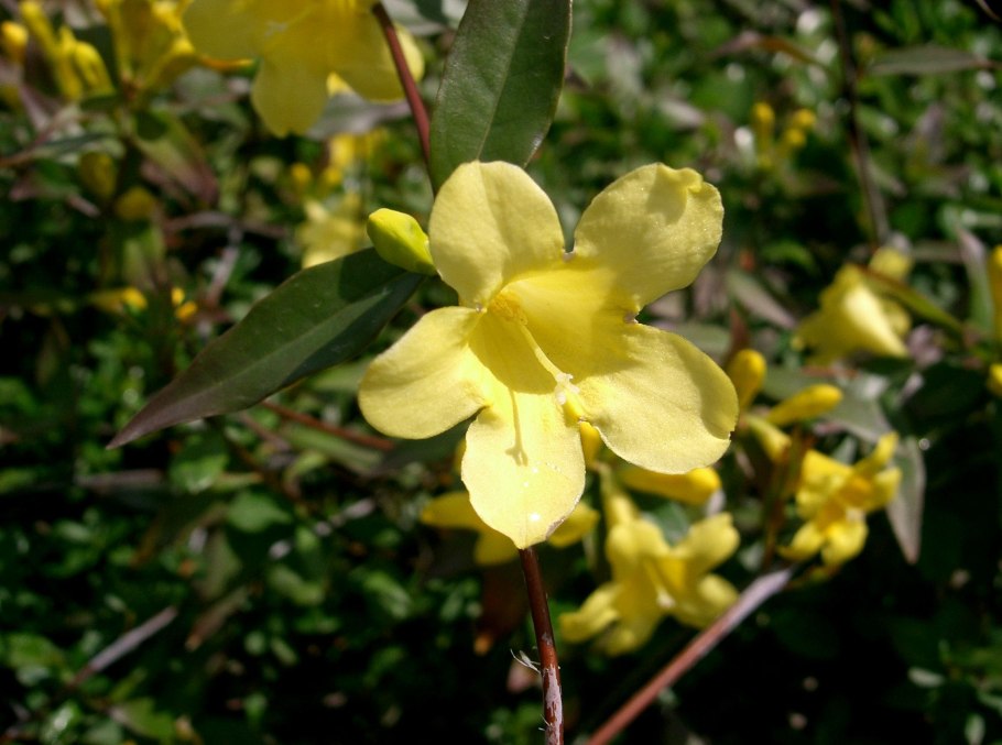 Gelsemium sempervirens
