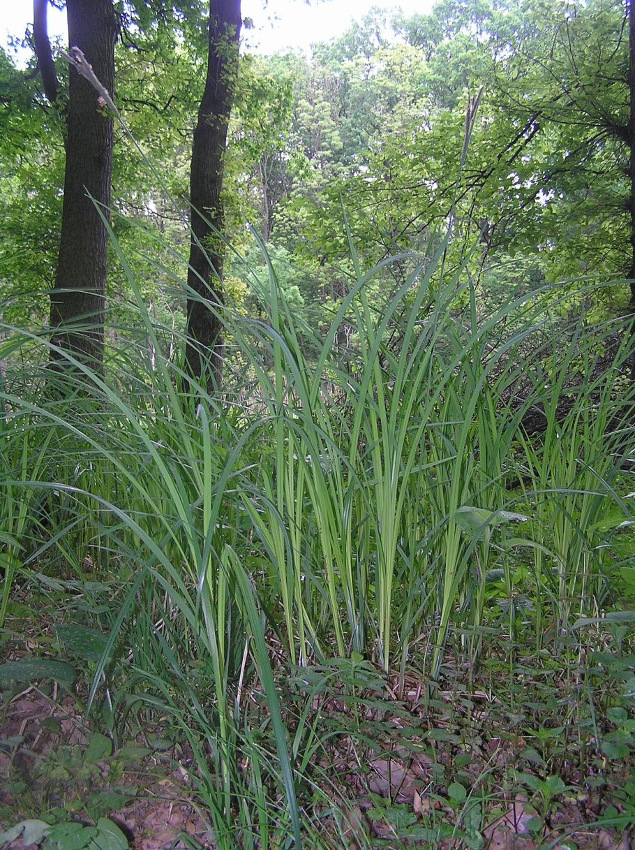 Осока приземистая