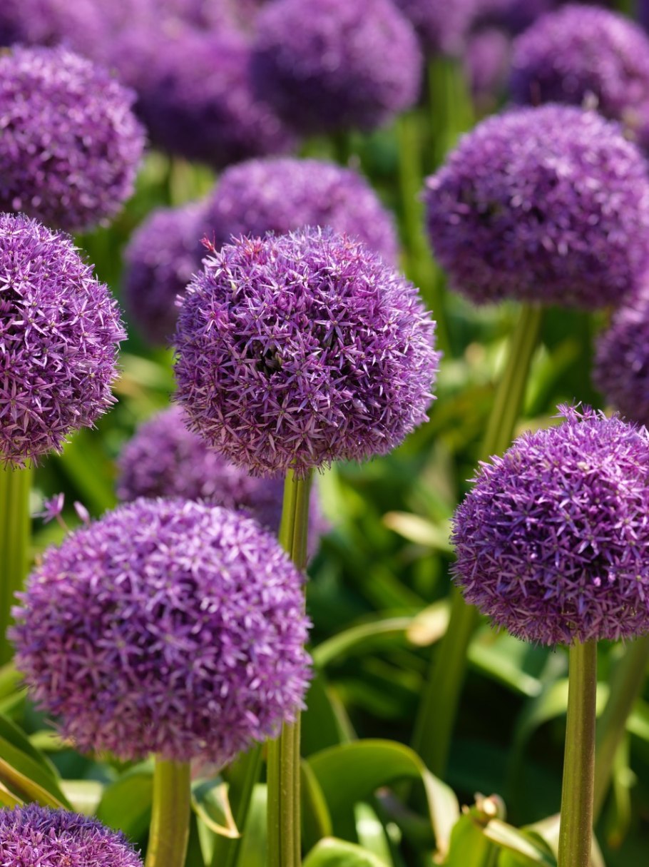 Аллиум Джанин