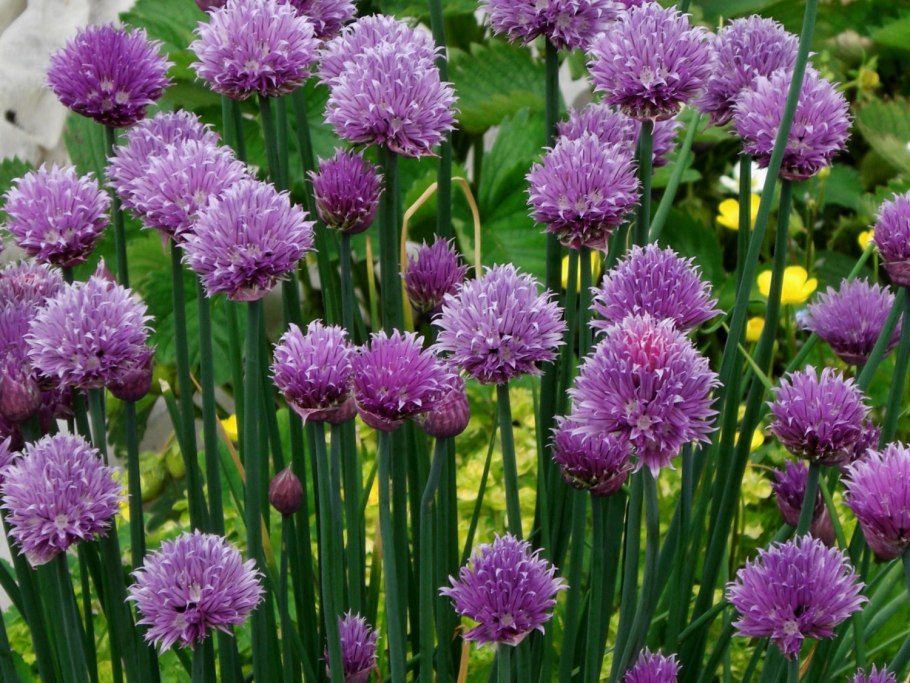 Лук шнитт (Allium schoenoprasum)