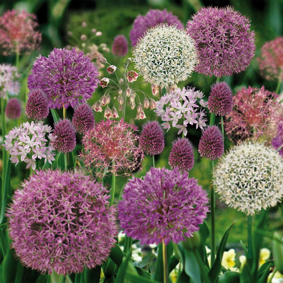 Лук батун - Allium fistulosum