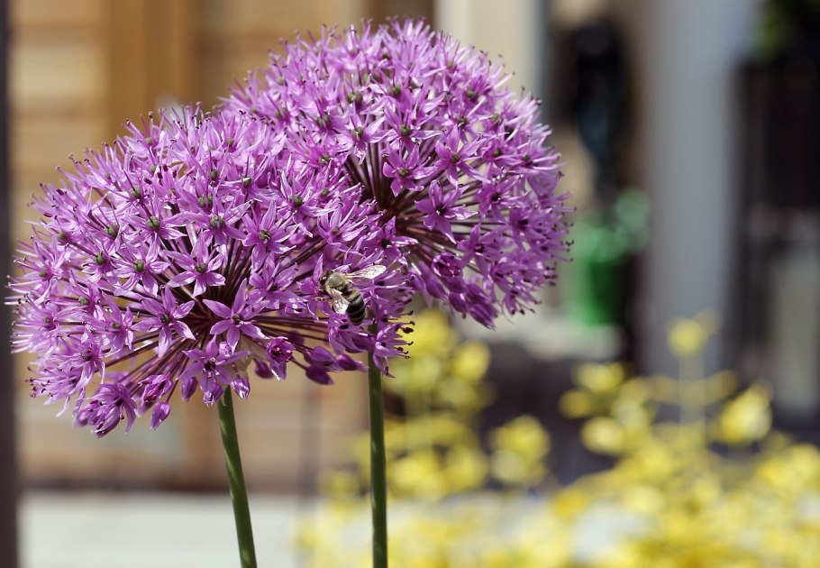 Аллиум (Allium) giganteum