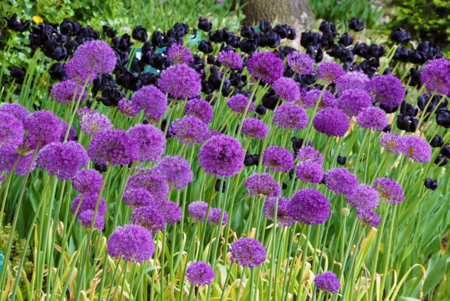 Аллиум урсинум