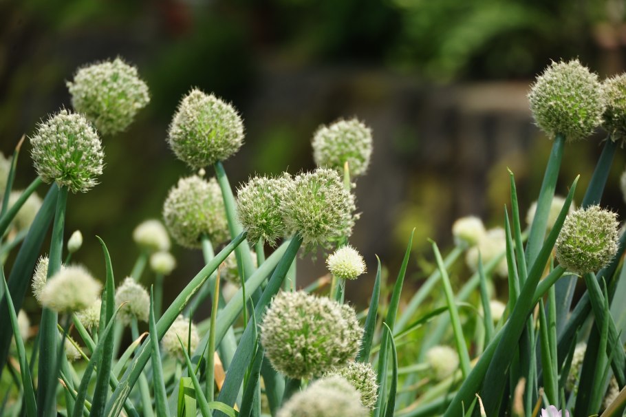 Allium carinatum pulchellum