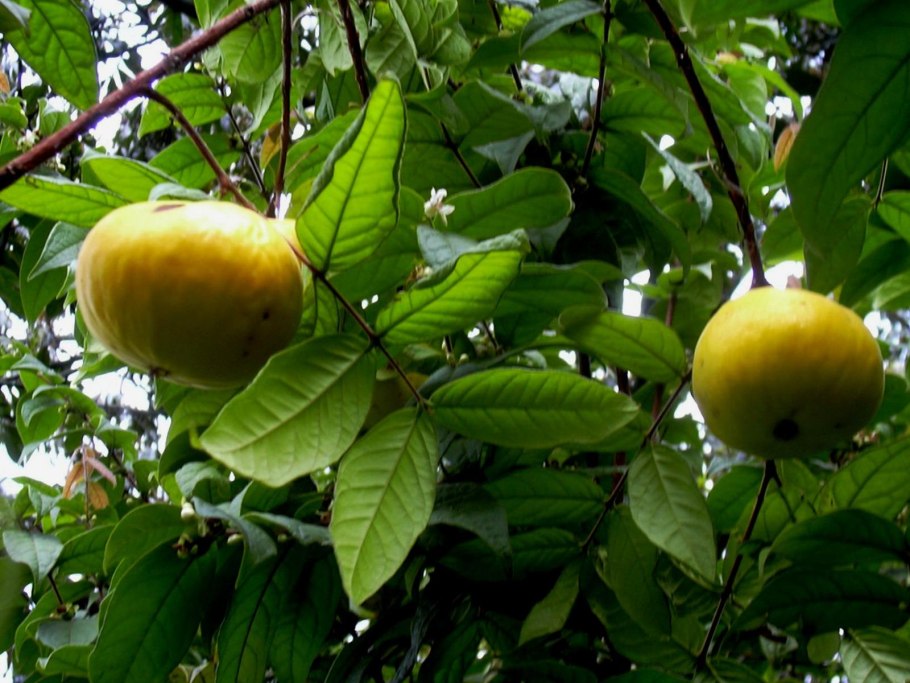 Араза фрукт