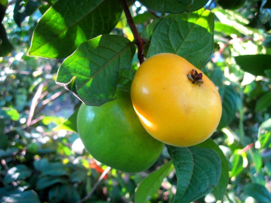 Крамбе Абиссинская культура семена