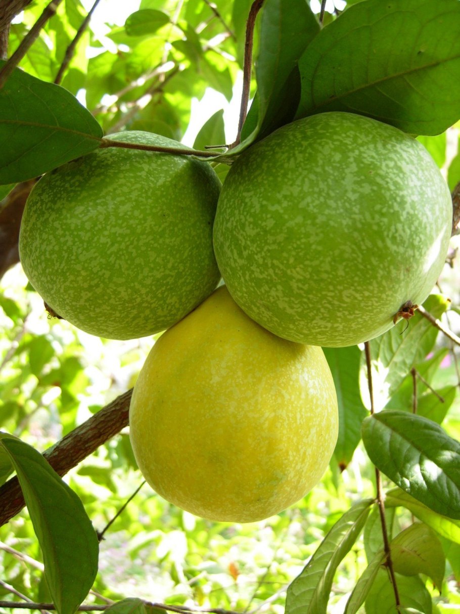 Фрукты Китая с фото и названиями