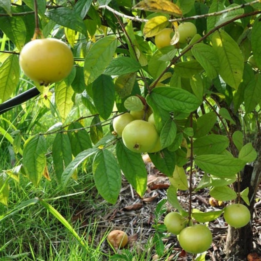 Араза дерево