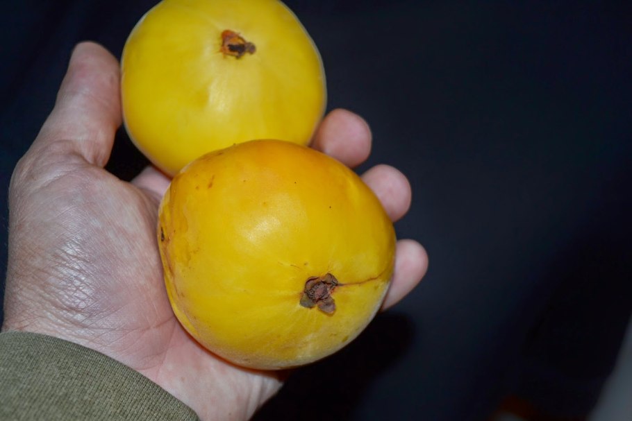 Voluspa Green Datura