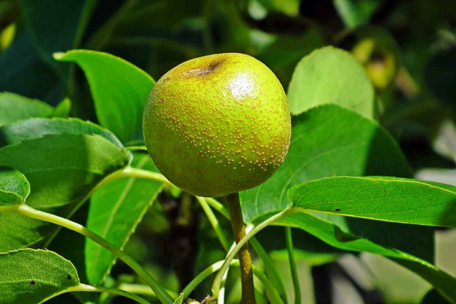 Егенмурадова Араза