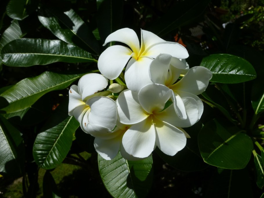 Гардения тиара Дварф