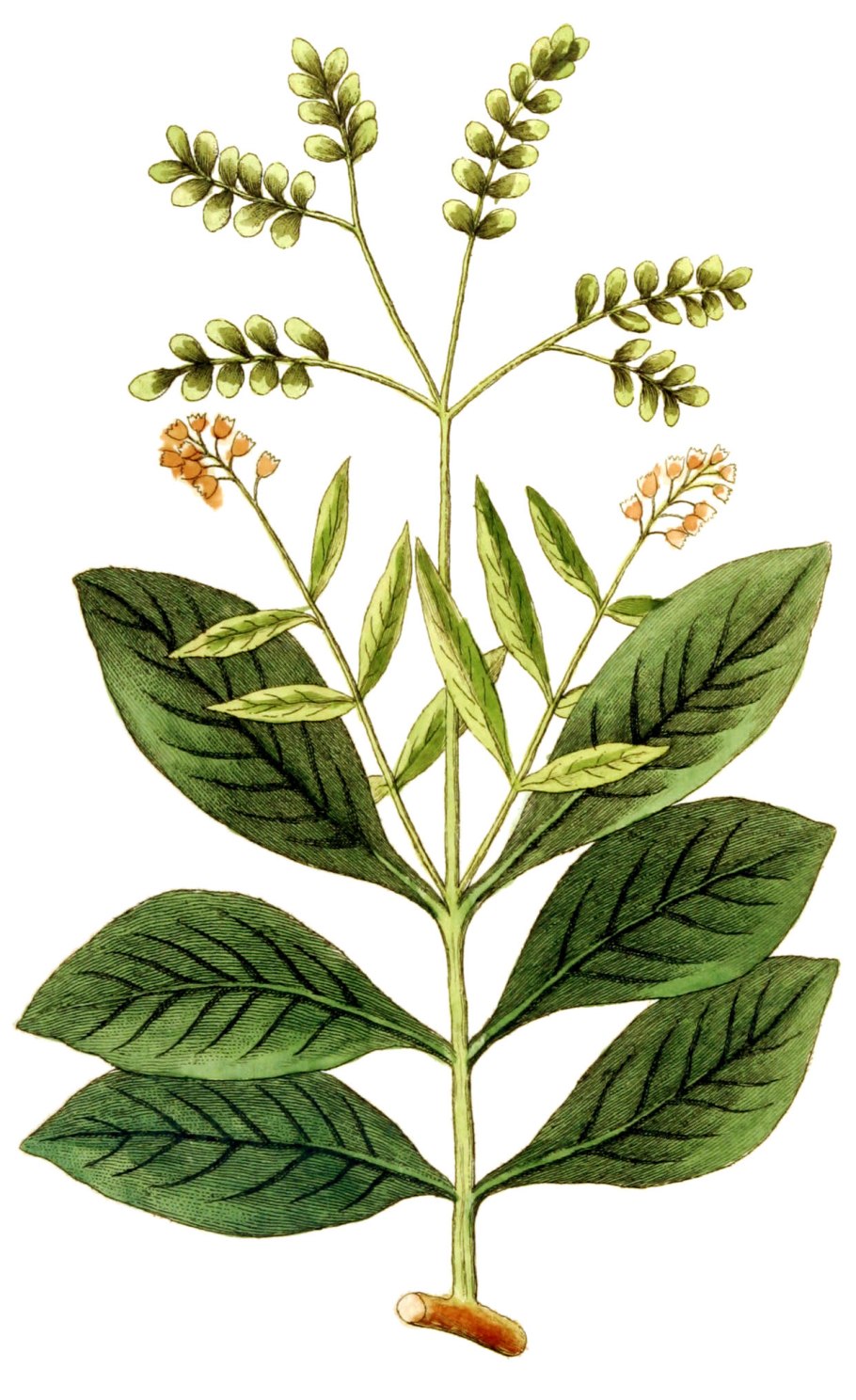 Coffea canephora