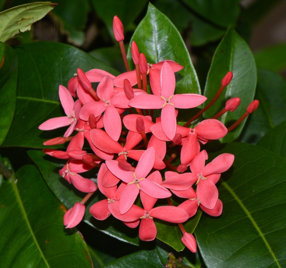 Ixora coccinea Paranthi