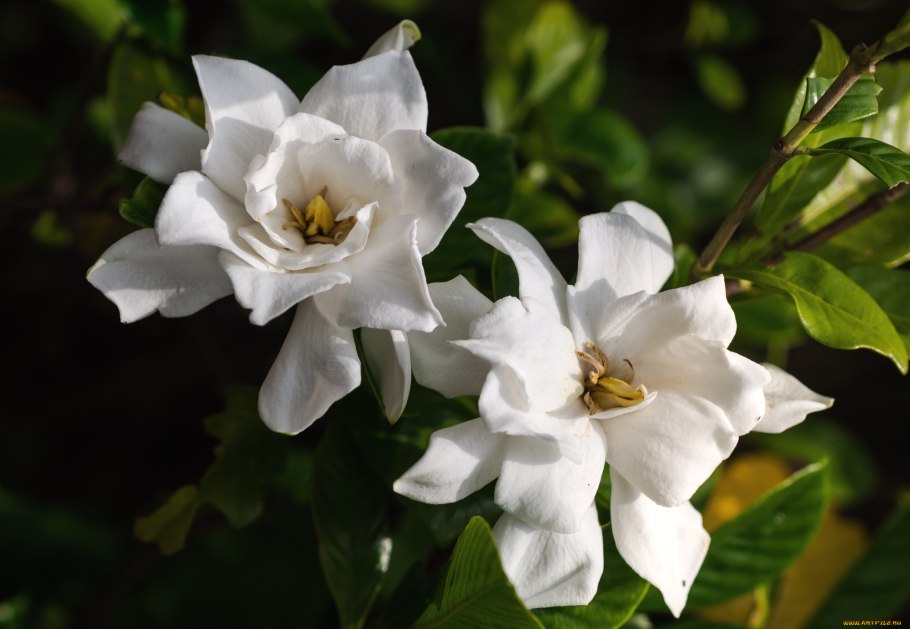 Gardenia jasminoides