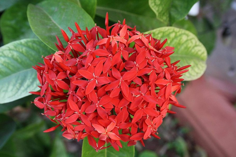 Mussaenda macrophylla
