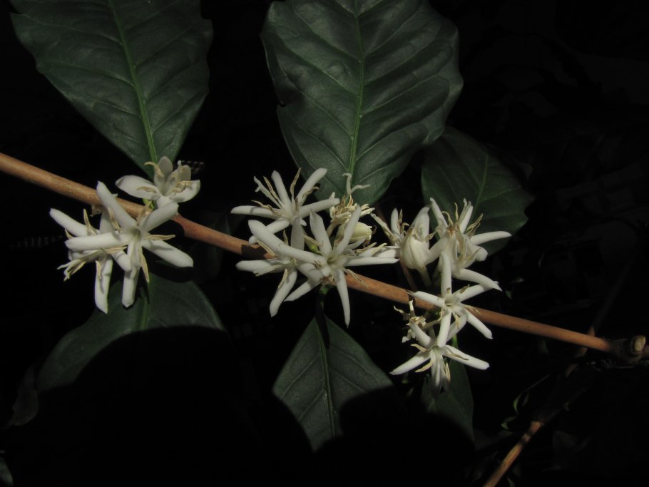 Мареновые (Rubiaceae) Древов