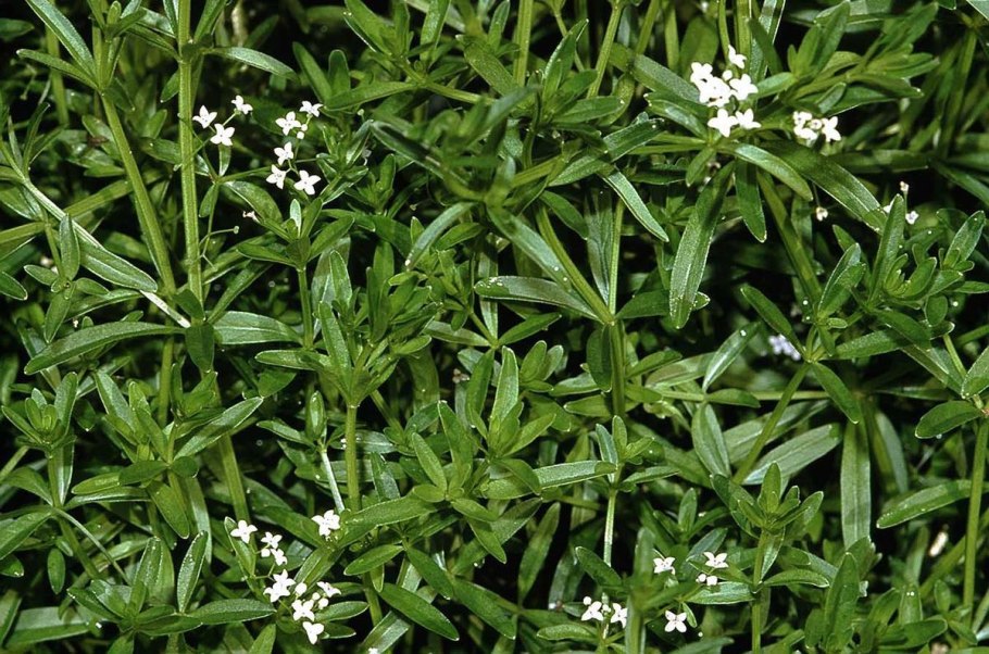 Galium uliginosum