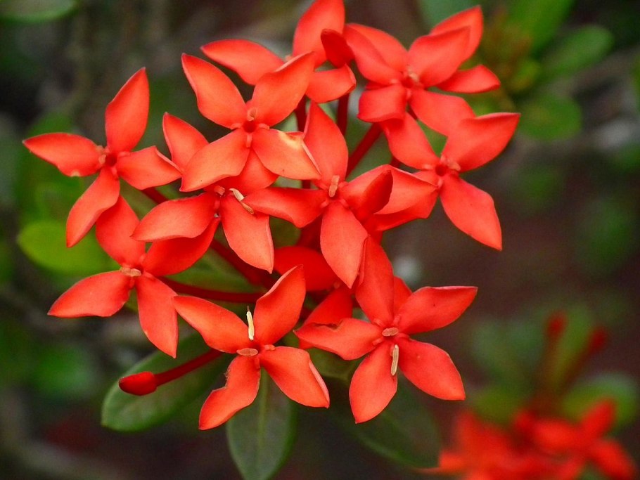 Иксора желтая