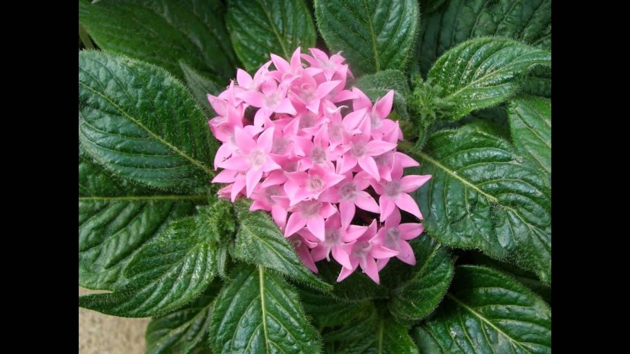 Семейство Dialypetalanthaceae