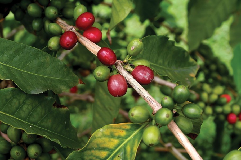 Rubiaceae- Мареновые