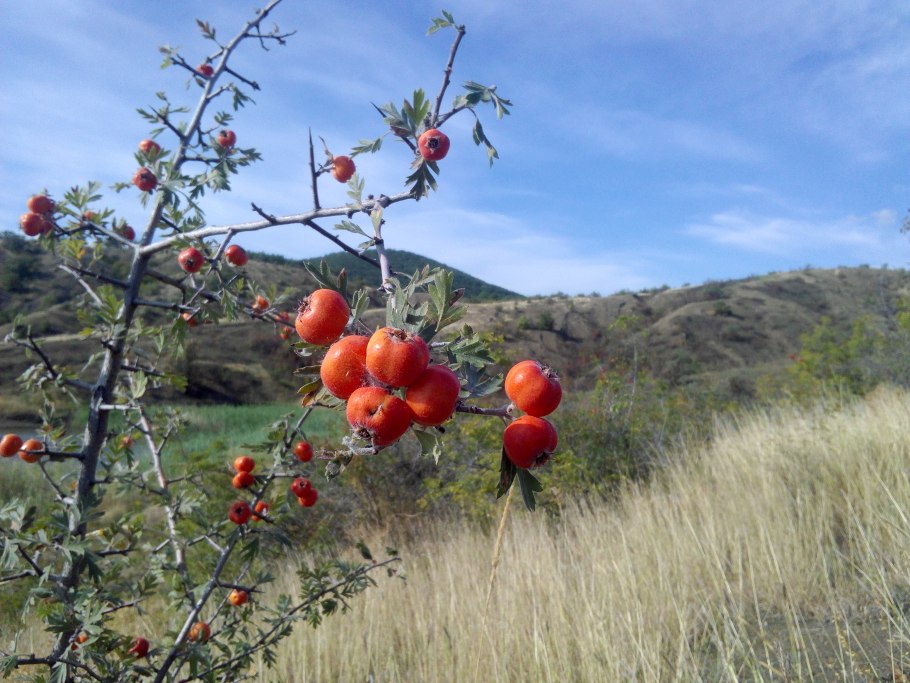 Боярышник Восточный (Crataegus orientalis) дерево
