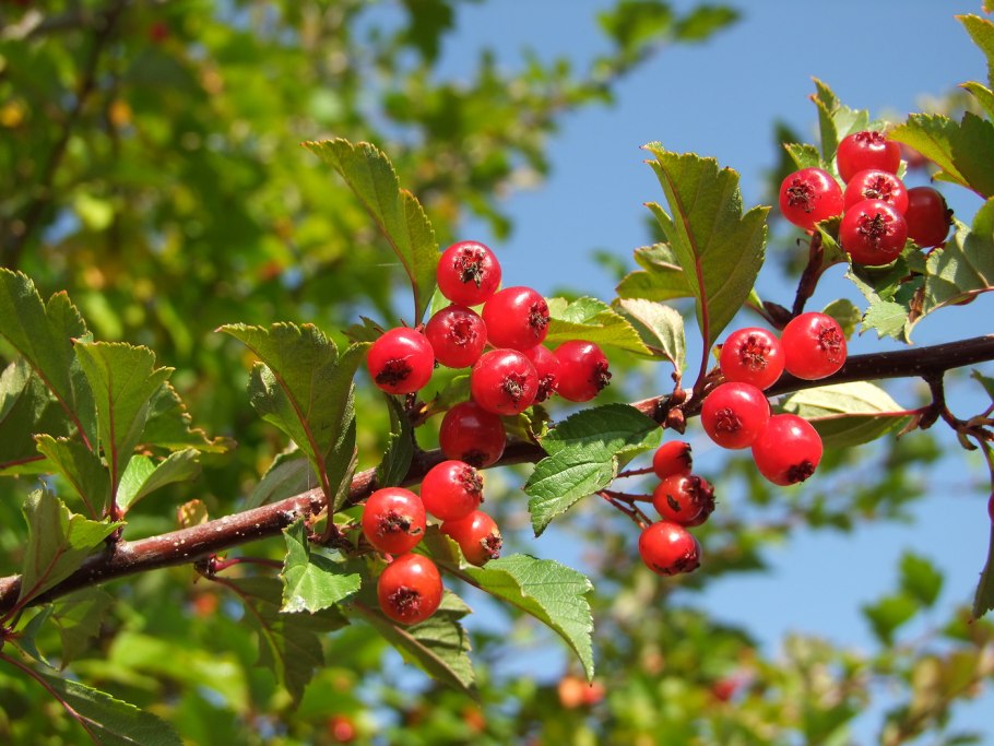 Crataegus dahurica