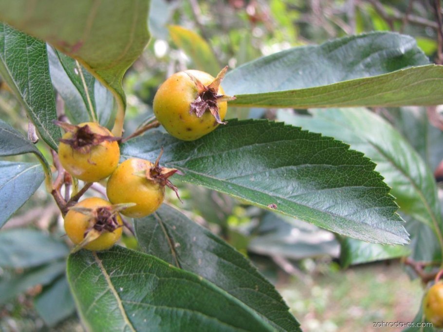 Боярышник крупноплодный Людмил 400р