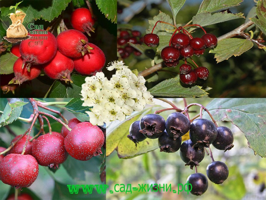 Боярышник однопестичный Crataegus monogyna Jacq.