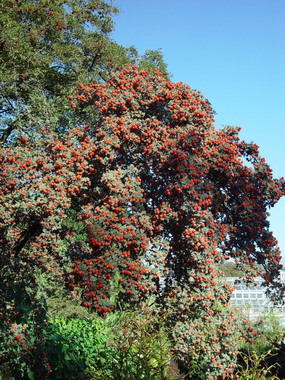 Боярышник Максимовича (Crataegus maximowiczii)