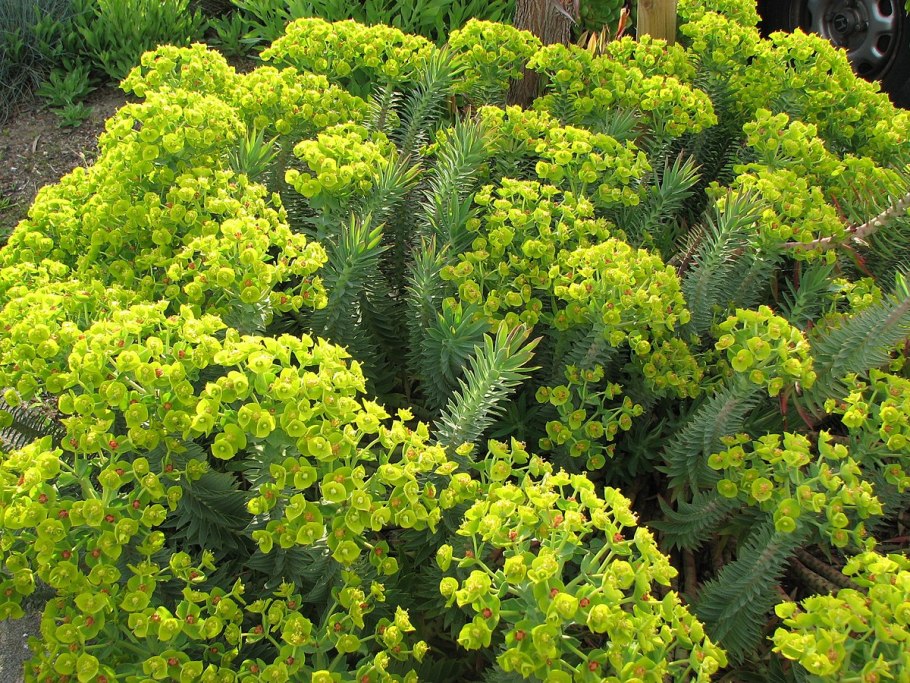 Amandelwolfsmelk Euphorbia молочай
