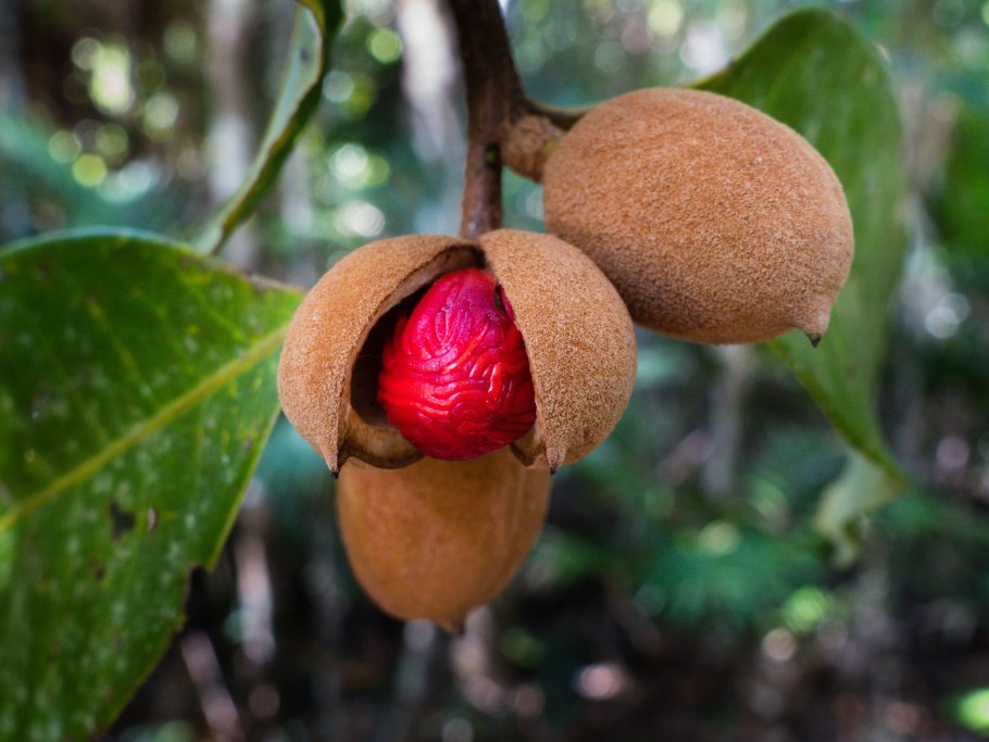 Nutmeg — мускатный орех