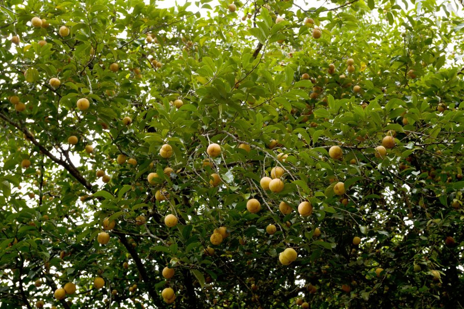 Мускатный орех (Myristica fragrans)