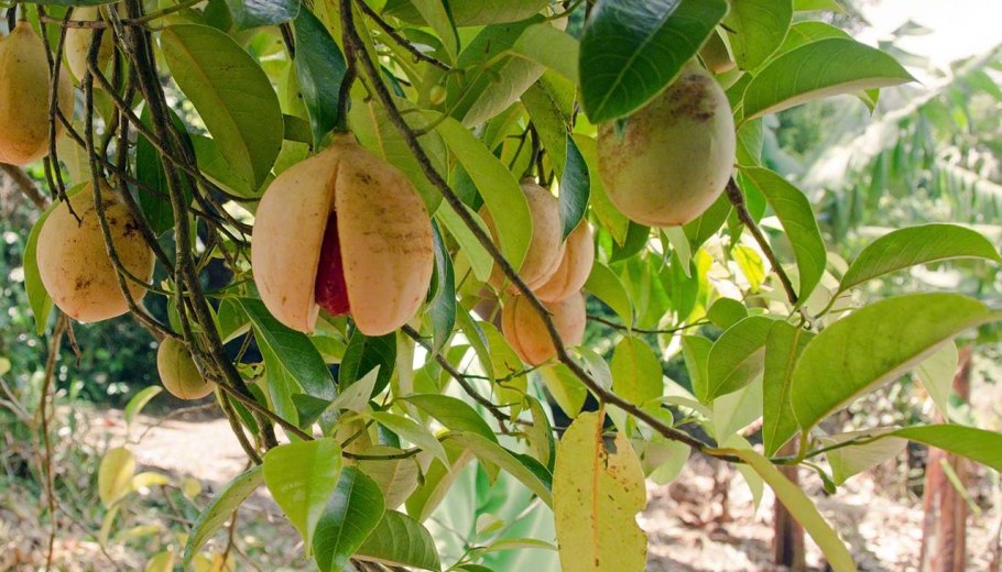 Мускатный орех (Myristica fragrans)