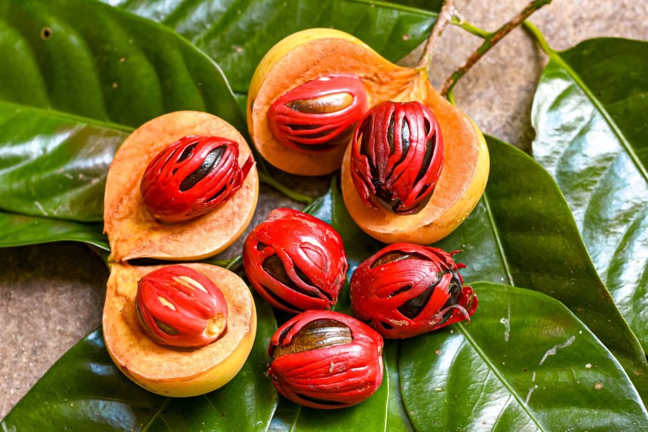 Мускатный орех (Myristica fragrans)