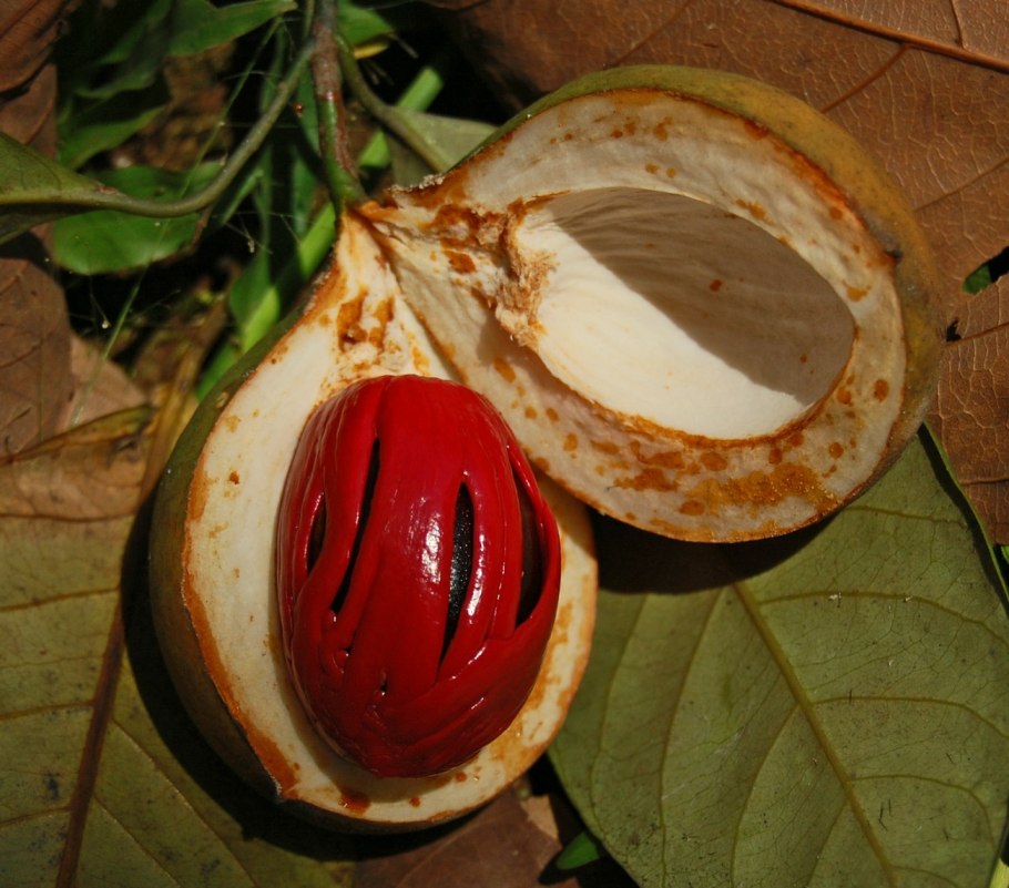 Myristica fragrans