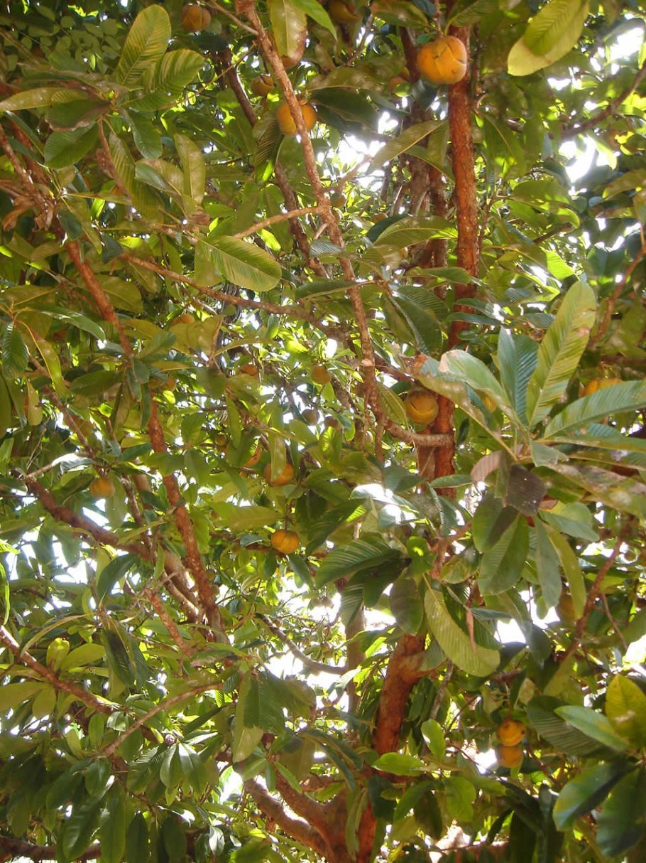 Nutmeg — мускатный орех